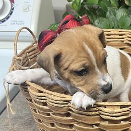 Blaze - Brown and white male Jack Russell Terrier puppy in Fairbury, Illinois from Kilgus Jack Russell Terriers