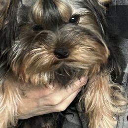 Sonny - Blue and gold male Yorkshire Terrier puppy in Erda, Utah from Earthmountain Yorkies