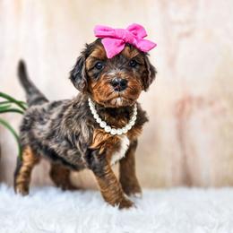 Lucy Gray - Merle female Bernedoodle puppy in Gaylord, Michigan from Dog Mom Co. Doodles