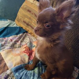 Boy 1 - Chocolate Chihuahua puppy in Nc, Florida from Brusseluv2