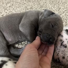 Billy - Blue female Great Dane puppy in Ottumwa, Iowa from Robin's Great Danes