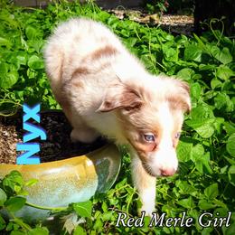 Nyx - Australian Shepherd puppy in Abilene, Texas from S&K Aussies N' Rotties