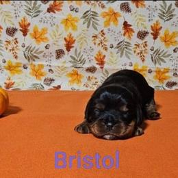 Bristol - Black and tan female Cavalier King Charles Spaniel puppy in Rochelle, Illinois from Lakeview Cavaliers