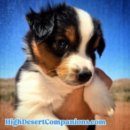 Cindy (Purple Collar) - Black tri female Toy Australian Shepherd puppy in Dolan Springs, Arizona from High Desert Companions