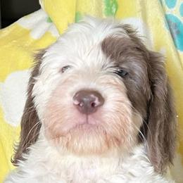 PUDDING - Fawn and white female Sheepadoodle puppy in Riverside, California from Downtown Doodles & Frenchies
