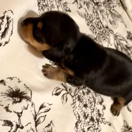 Dachshund Puppies from Doxi Delights