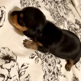 Dachshund Puppies from Doxi Delights
