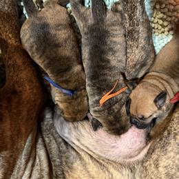 Red collar - Red female Bullmastiff puppy in Otisfield, Maine from Boulder Ridge Kennels