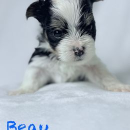 Akc Beau - Black tan and white male Biewer Terrier puppy in Cartersville, Georgia from Alpha Tiny Paws
