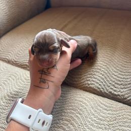 Chocolate and Tan Girl - Chocolate and tan female Dachshund puppy in Gulfport, Mississippi from Candy & Caits Farmstead Mini Doxies