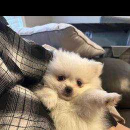 Pomeranian Puppies from Puppy Love Heaven