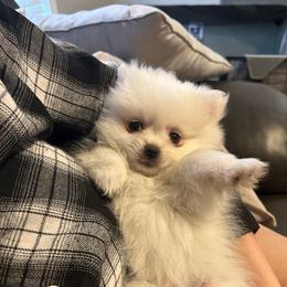 Pomeranian Puppies from Puppy Love Heaven