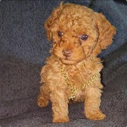 Poodle puppies from J Designer Puppies