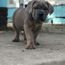 Boy 3 - Gray and fawn Cane Corso puppy in California from Mastiff Mafia