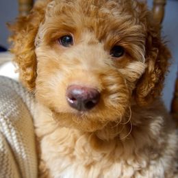 Fig - Parti male Goldendoodle puppy in Davie, Florida from Miami Mini Doodles