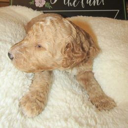 Goldendoodle and Poodle Puppies from David & Patricia Elliott