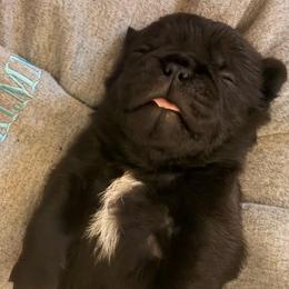 Spike - Black male Pug puppy in Parma, Ohio from Double Dutch Pug Co.