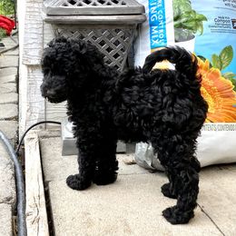 Australian Labradoodle Puppies from Tiny Treasures Australian Labradoodles