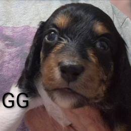 GG - Piebald female Dachshund puppy in Bangs, Texas from Lickin'bach Miniature Dachshunds