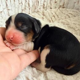 Pupperoni - Tri-color male Cavalier King Charles Spaniel puppy in De Soto, Missouri from Blooming Cavaliers
