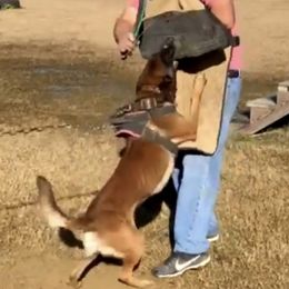 Belgian Malinois and German Shepherds from True Grit Kennels