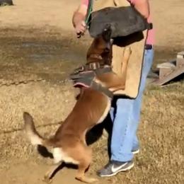 Belgian Malinois and German Shepherds from True Grit Kennels