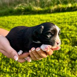 Annie - Black & white female Miniature Australian Shepherd puppy in Mount Carmel, Tennessee from Hill Top Mini Aussies