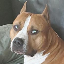 Leo - American Staffordshire Terrier
