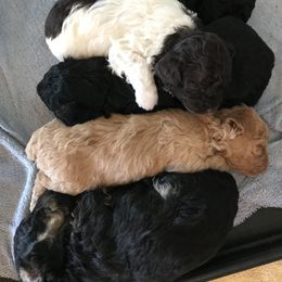 Poodle Puppies from Upper Echelon
