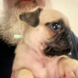 Teal Collar - Fawn female Pug puppy in Tallapoosa, Georgia from West Georgia Pugs