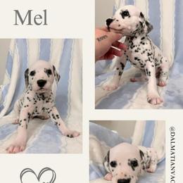Mel - White and black male Dalmatian puppy in Chehalis, Washington from Dalmatian Vacation