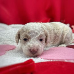Girl 2 - Brown and white Aussiedoodle puppy in Leitchfield, Kentucky from Salt River Kennels