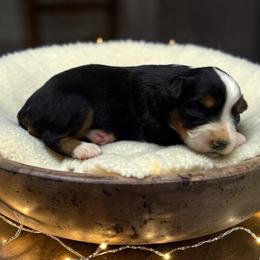 Juniper - Black tri-color female Australian Shepherd puppy in Statesville, North Carolina from Charming Australian Shepherds
