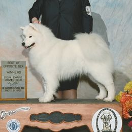 Edie - Samoyed