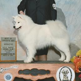 Edie - Samoyed
