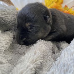 German Shepherd Puppies from Faithful Heart German Shepherds