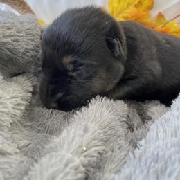 German Shepherd Puppies from Faithful Heart German Shepherds