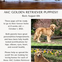 Golden Retriever Puppies from Robinson Goldens
