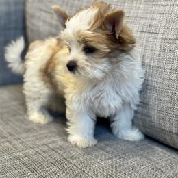 Biewer Terrier Puppies from Olena Niemchynova