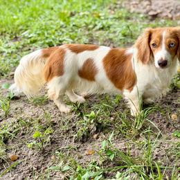 Maggie - Dachshund