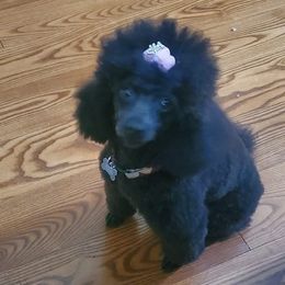 Julia - Poodle