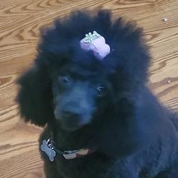 Julia - Poodle