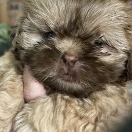 Girl 1 - Chocolate female Shih Tzu puppy in Bristol, Tennessee from Little Mil’s Shih Tzus
