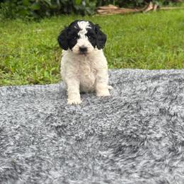 Oreo - Parti male Poodle puppy in Florida from Puppies Forever 💙❤️🐶