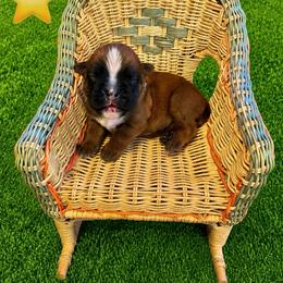 Viola - Fawn female Boxer puppy in Abilene, Texas from L&L Euro Boxers and Small Town Shih Tzus