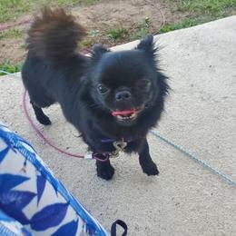 Perla - Chihuahua