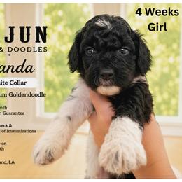 1400.00 Panda: White Collar - Parti female Goldendoodle puppy in Raceland, Louisiana from Cajun Doodles