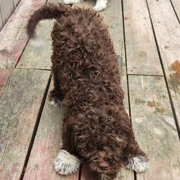 Aleena - Brown female Lagotto Romagnolo puppy in Elgin, Texas from Moreno Casa De Honos