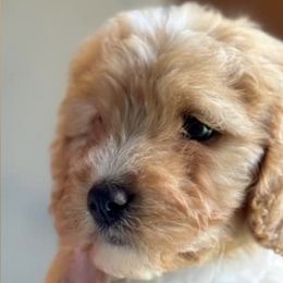 Cavapoos from E&B