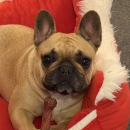 Madeleine - French Bulldog